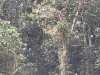 Macaque Monkey