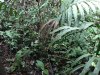 Rattan creeping plant