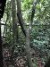 Ebony tree