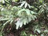 Wild ginger