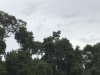 Storm Stork