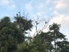 Macaque troop