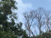 Oriental Pied Hornbill