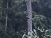 Rhinoceros Hornbill.....no 5 on the big five