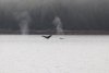 Three whales.....nice show!!