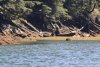 On our dinghy cruise up the river we found a WOLF!!