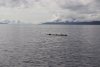 Critters on a floating log