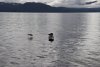 Unusual to see a seal on a log!!