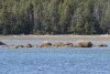 Wolf on the beach at our anchorage in Pruth Bay