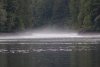 Lots of currents in these narrows