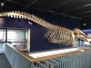 Skeleton of a Gray whale.....at the Wildlife Museum