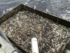 The Hatchery was collecting 40k Chum salmon to collect 36 million eggs