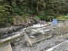 Ladder going to the Hatchery egg collection site