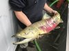 The species is called “dog salmon” because of the marked canines that male fish develop during the spawn, not, as some claim, because the fish are so tasteless that they are fed to dogs.