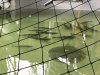 A few Sockeye slamon
