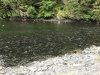 Salmon stacked in the stream waiting to either go up the stream or the Hatchery ladder