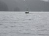 The salmon session was open for purse seiners