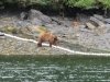 Many Kodiak Brown (Grizzly) Bears eating salmon in the stream by the Kitoi Hatchery