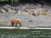 We had over 44 bear sightings in the 2-day period!!!