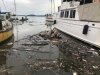 Our first morning we woke up to all this crap around Mystic from all the rains washing this stuff into the river. There seemed to be more crap floating in on the tide than going out....the opposite of what is normal....UGH!!