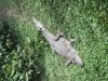 There are many crocodiles in the rivers.....no longer protected as the population has grown too large