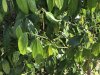 Pepper Corns