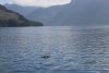 Here comes a very large pod of Pacific White-Sided Dolphins