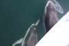 Many of the dolphins played off our bow for a long time!!