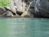 Actually quite a fast swimmer with the powerful tail!!
