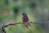 Some great pictures of the hummingbirds!!