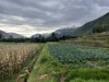 IMG_7537