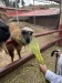 Llamas and Alpacas....feeding time!!