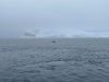 Maybe the most socked in weather so far.....Mikkelsen Harbor March 22am