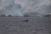 We got Humpback whales