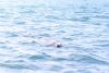 Leo the friendly Leopard Seal