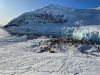 Lots of Gentoo penguins