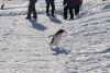 These guys are on the penguin highway and have the right of way!!
