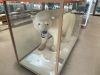 Yes, of course, we were awed by the size of the Polar Bear!!