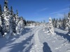 A walk in the boreal forest...peaceful!!