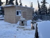 Sled dogs