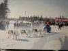 We did a short ~1 mile sled dog ride....pretty cool!!!