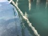 We had a seal playing around us