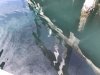 As well as eating plenty of herring