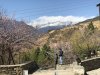 Lovely cherry blossoms