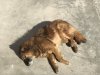 Sleepy dog.....reminds us of our old dog Jake!!