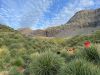 This was the hill we climbed in the tussock grass....much harder than it looked due to big holes left by the gap between the tussock grass!!