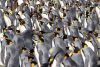 King Penguin colony at Gold Harbor South Georgia Island; most looking left but one looking right!!