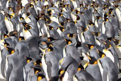 Part 2: South Georgia Island; Gold Harbor and Godthul