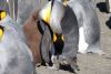 Baby chick and Mom