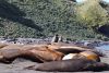 A  bit of an elephant seal push, shove, bark moment!!